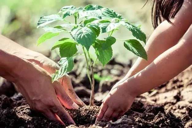 Plantation Drive